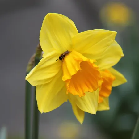 Ferienhaus Am Neuklostersee *